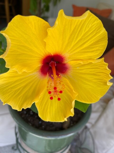 Yellow hibiscus image